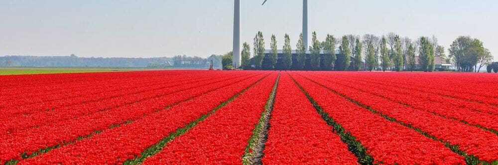 Mehr Online-Shops als physische Geschäfte: Der digitale Boom in den Niederlanden